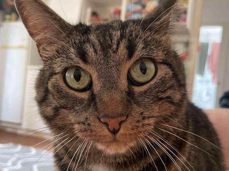 Chat âgé de 9 ans en quête d'un foyer