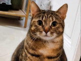 Adoption disponible : chatte tigrée