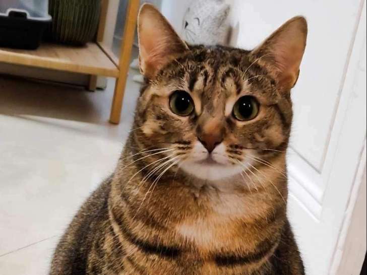Adoption disponible : chatte tigrée
