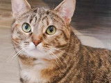 Adoption disponible : chatte tigrée