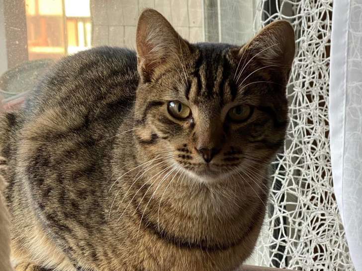 Chat de 4 ans à la recherche d’une famille