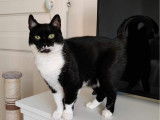 À adopter, chatte de 6 ans