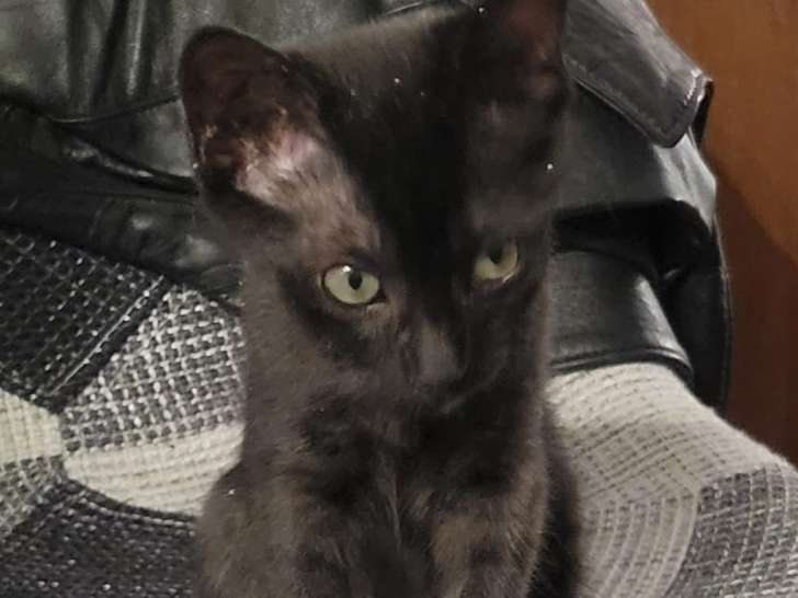 Disponible à l'adoption, chaton mâle noir