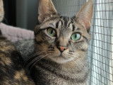 En attente d'adoption, chat tigré gris