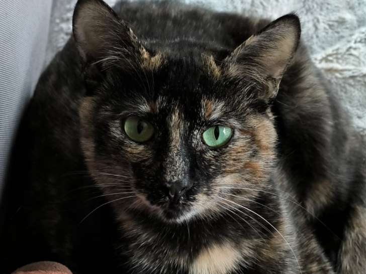 Prête pour l’adoption : chatte d'un an
