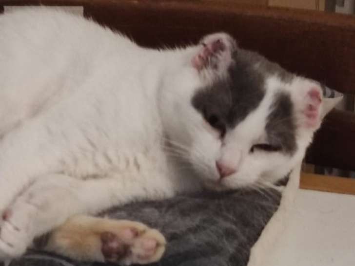 En attente d'un foyer, chatte grise et blanche