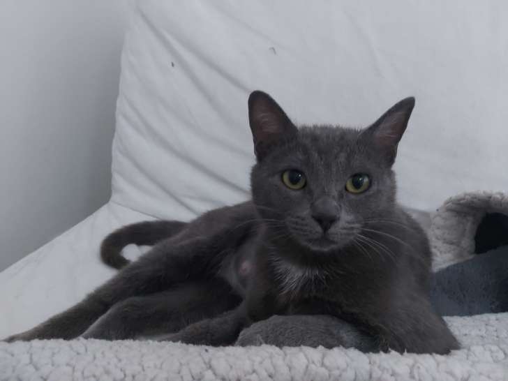 À accueillir, chatte grise