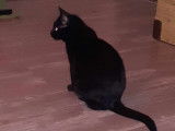 En quête d'une famille, chatte noire
