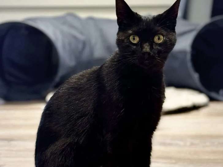 Adoption disponible : chatte d'un an