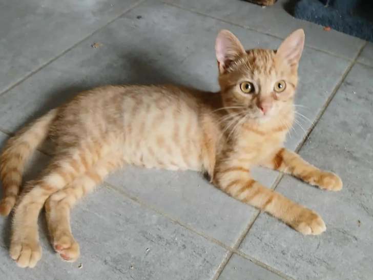 À la recherche d’une famille, chaton mâle tigré roux