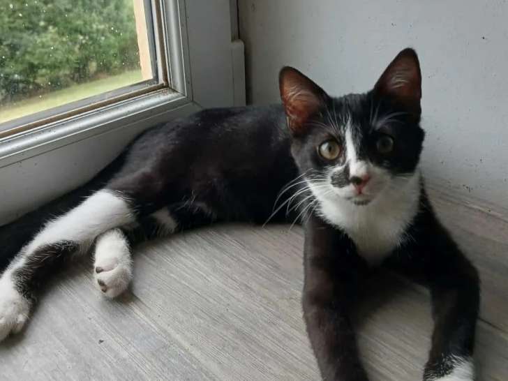 À adopter : chaton mâle noir avec marque blanche