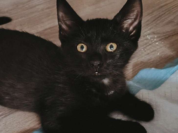 Disponible à l'adoption : chatonne de 3 mois