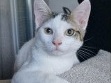 En attente d'adoption : chaton mâle tigré blanc
