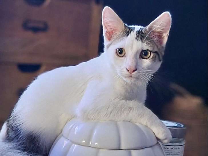 En attente d'adoption : chaton mâle tigré blanc