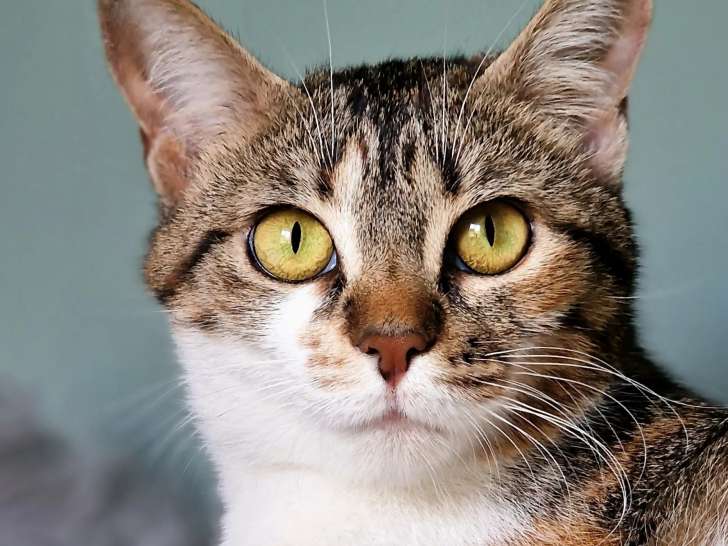 Prêt pour l’adoption : chaton femelle tricolore