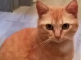 À accueillir : chatte de couleur rousse