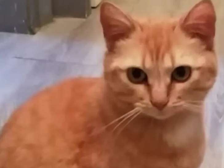 À accueillir : chatte de couleur rousse