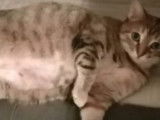 En quête d'un foyer : chatte de 5 ans