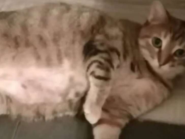 En quête d'un foyer : chatte de 5 ans