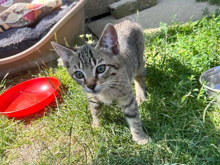 Adoption disponible : chaton mâle tigré