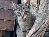 Adoption disponible : chaton mâle tigré