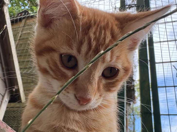 À la recherche d'un foyer : chaton mâle roux