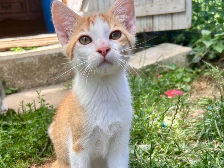 Chaton mâle roux et blanc à adopter