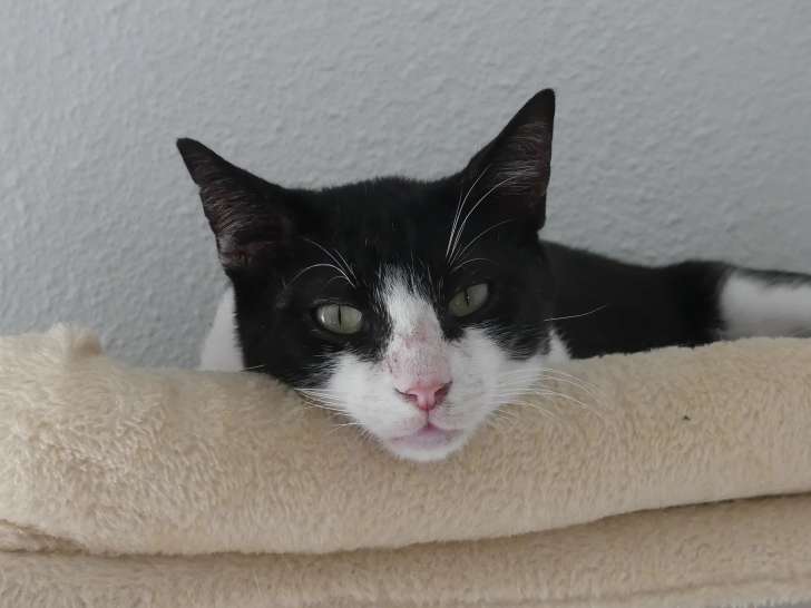 Chat noir et blanc disponible à l'adoption
