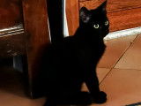 Chaton mâle noir en attente d'adoption