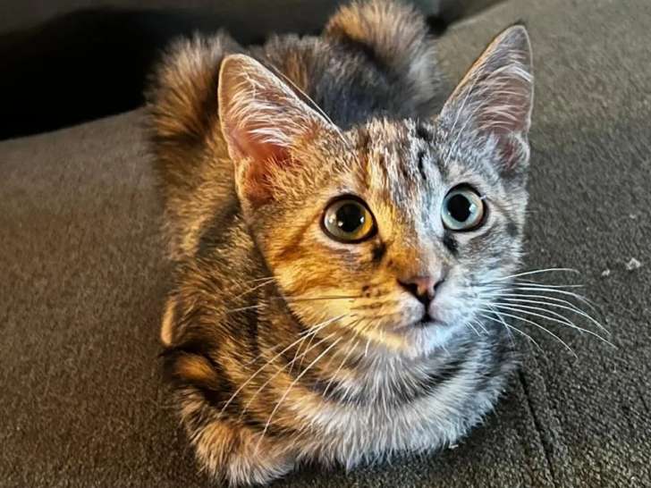 Chatonne tigrée prête pour l’adoption
