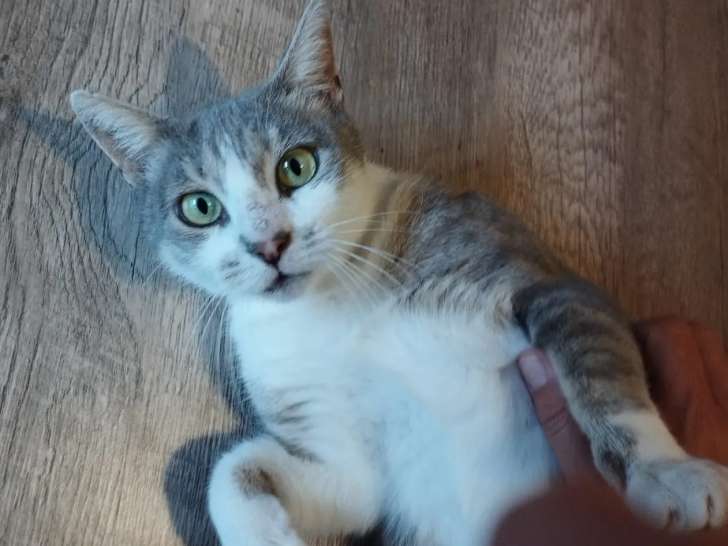 Chatte tricolore en attente d'une famille