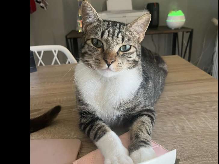 Chat tigré gris en quête d'un foyer