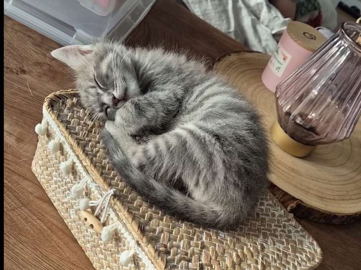 Adoption disponible : chaton mâle tigré gris