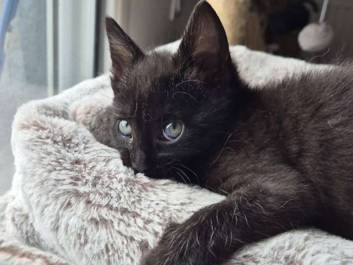 Chaton mâle noir à la recherche d'une famille