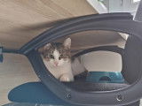 Sacha (adoption SOS)