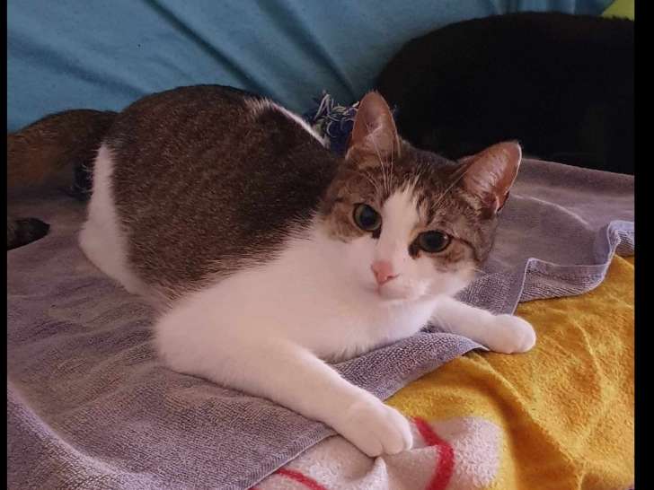 À adopter, chat gris et blanc