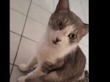 Iris (adoption SOS)