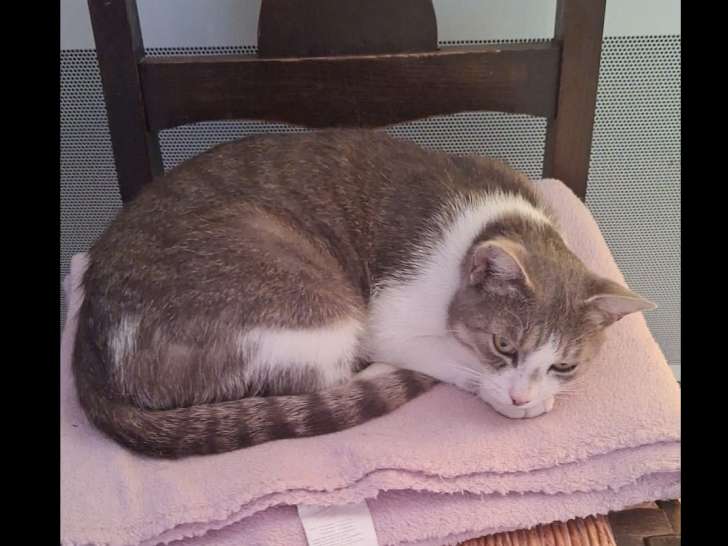 Disponible à l'adoption, chatte âgée de 3 ans