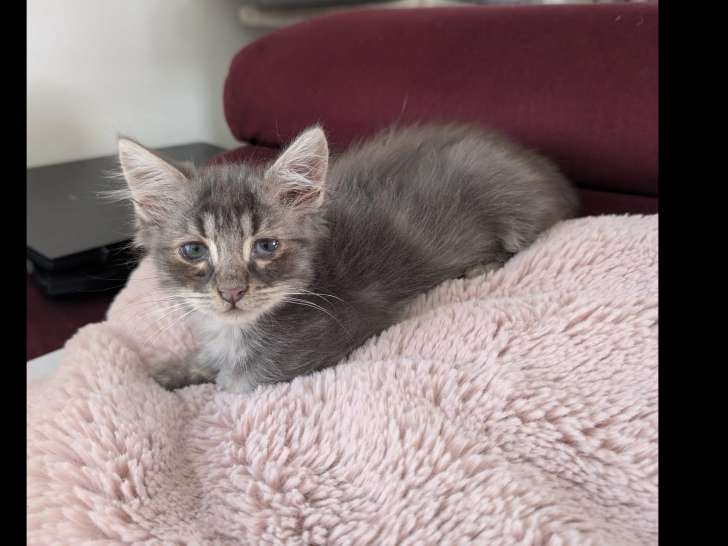 À accueillir, chaton mâle de 4 mois