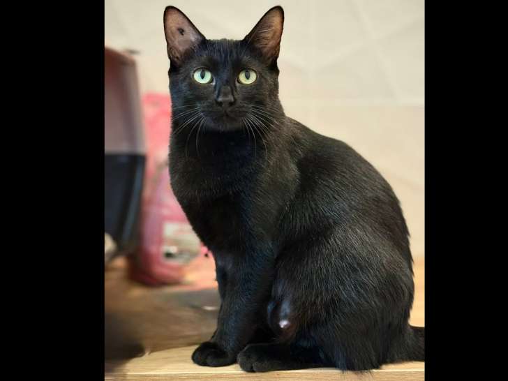 En quête d'un foyer, chatte de couleur noire