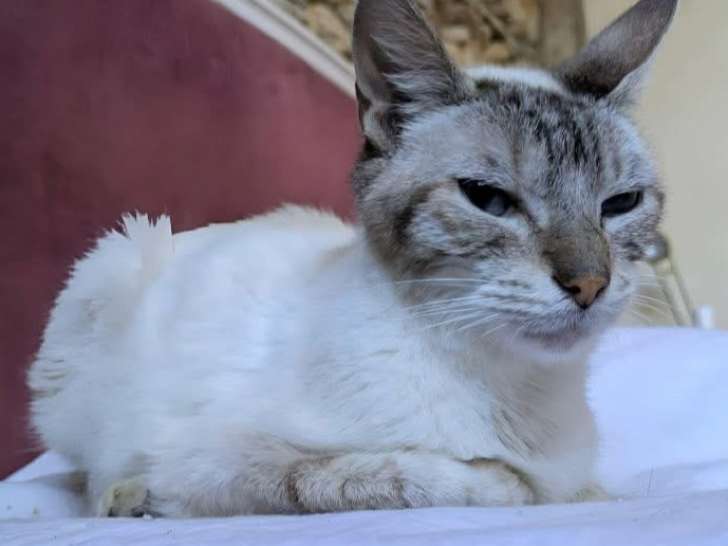 Adoption disponible : chat âgé de 4 ans