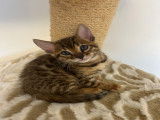 Chatonne Bengal à vendre
