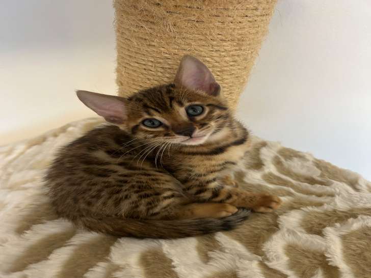 Chatonne Bengal à vendre