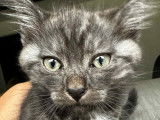 Magnifique chaton Scottish Straight tigré noir à vendre