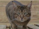 Onyx le papa des chatons