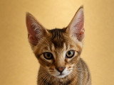 Chatons Caracat à vendre