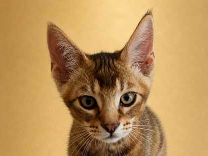 Chatons Caracat à vendre