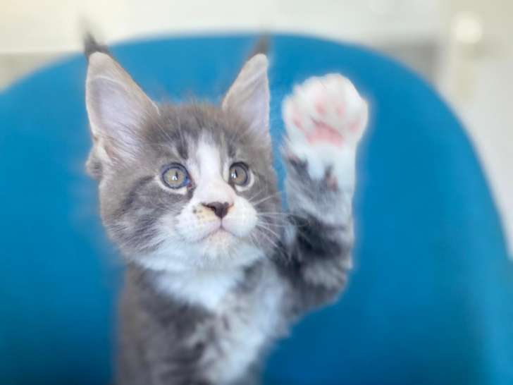 Superbe chaton Maine Coon XXL à vendre