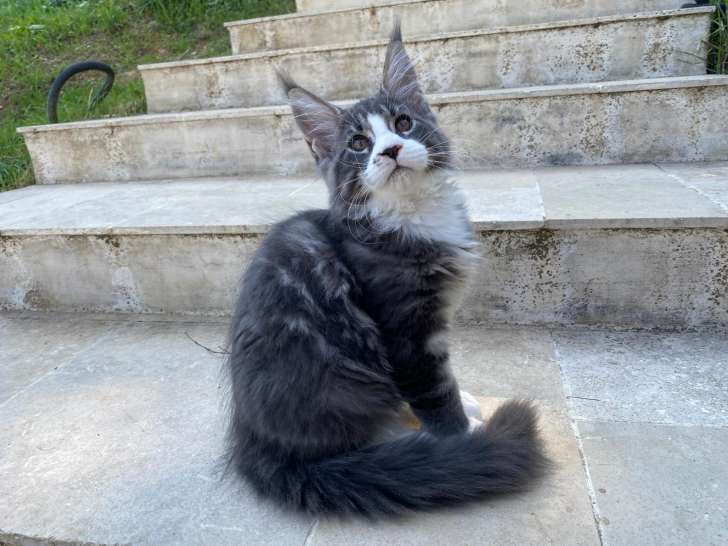 Superbe chaton Maine Coon XXL à vendre