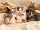 Chaton Maine Coon à vendre Tortie